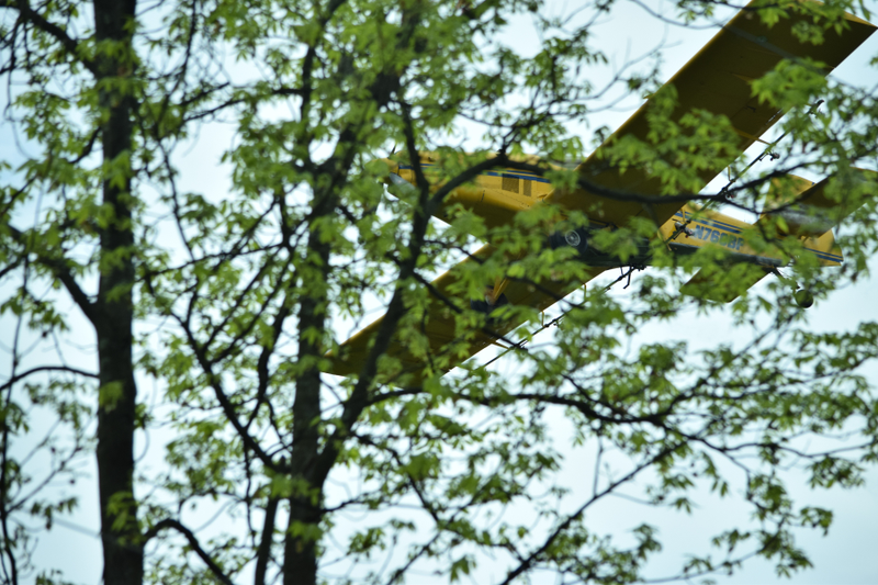 Illustration for article titled Eat Shit and Die, Gypsy Moths